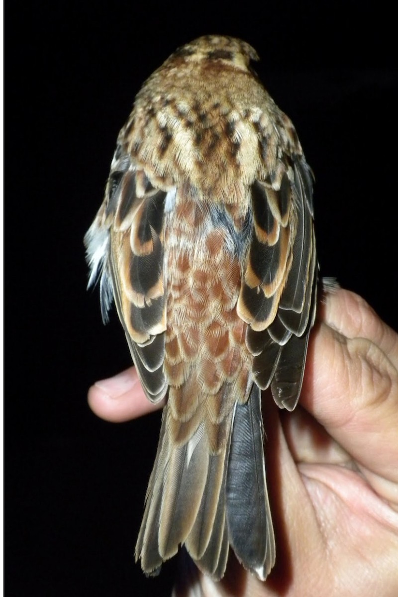 Rustic Bunting - ML645399560