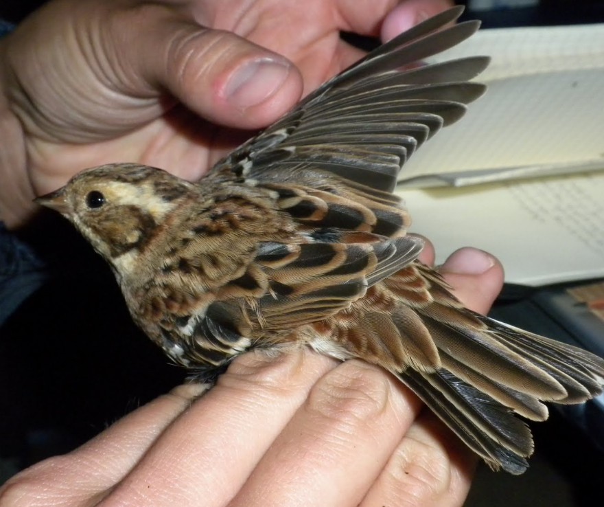 Rustic Bunting - ML645399561