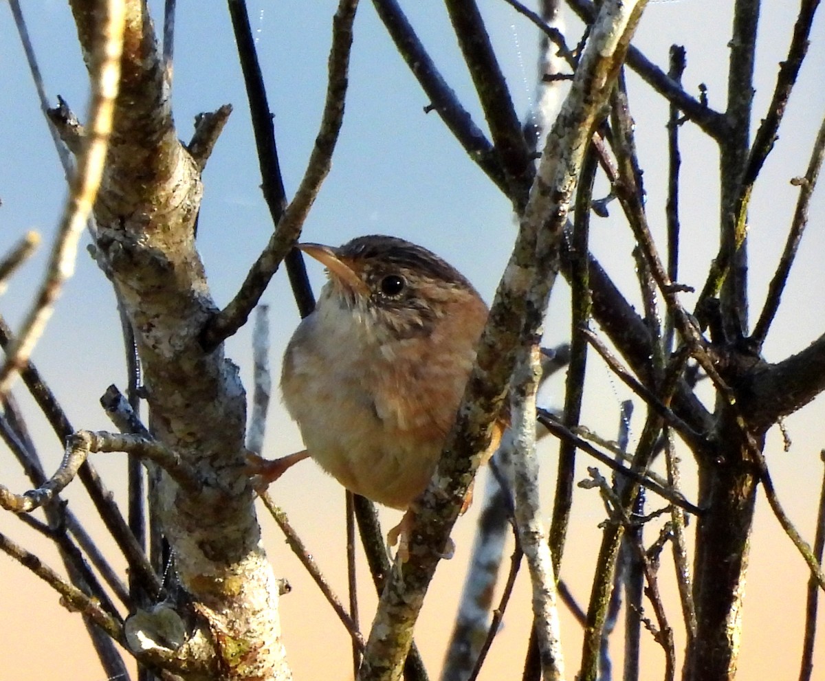Sedge Wren - ML645399562