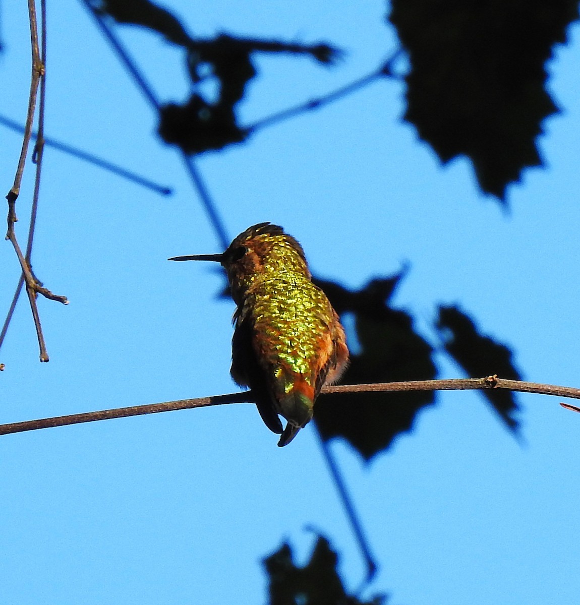 Rufous Hummingbird - ML645399563