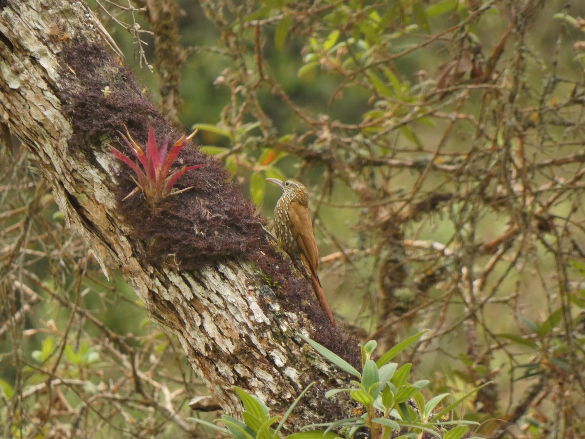 Dağ Tırmaşık - ML645399565