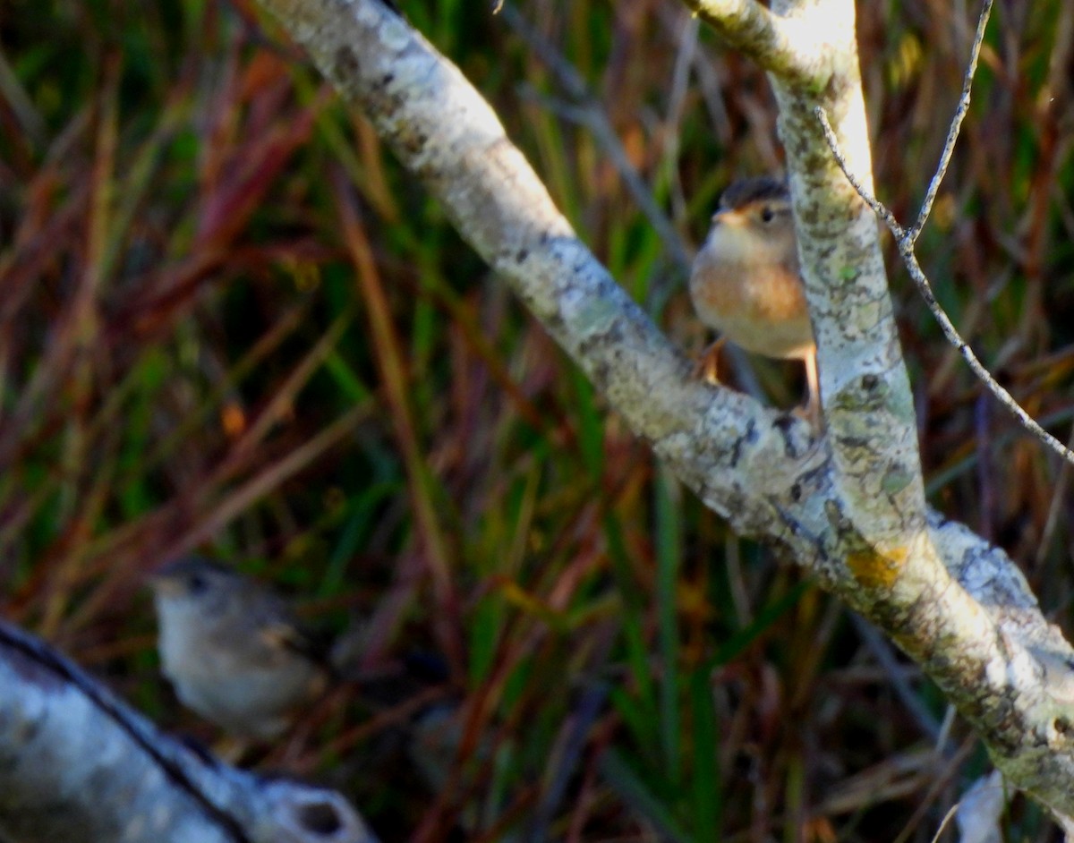 Sedge Wren - ML645399567