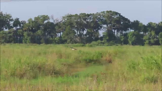 sova americká - ML645399568