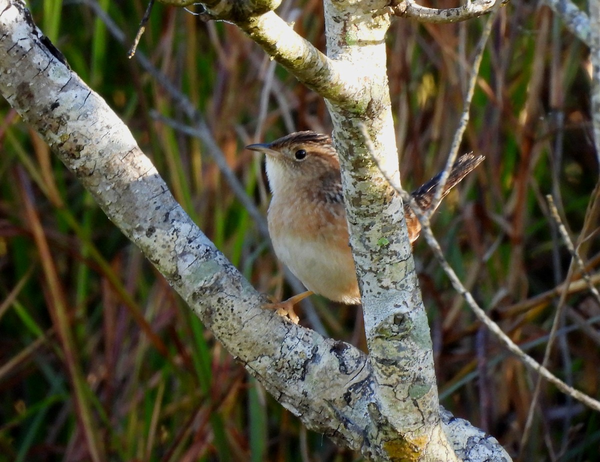 Sedge Wren - ML645399577