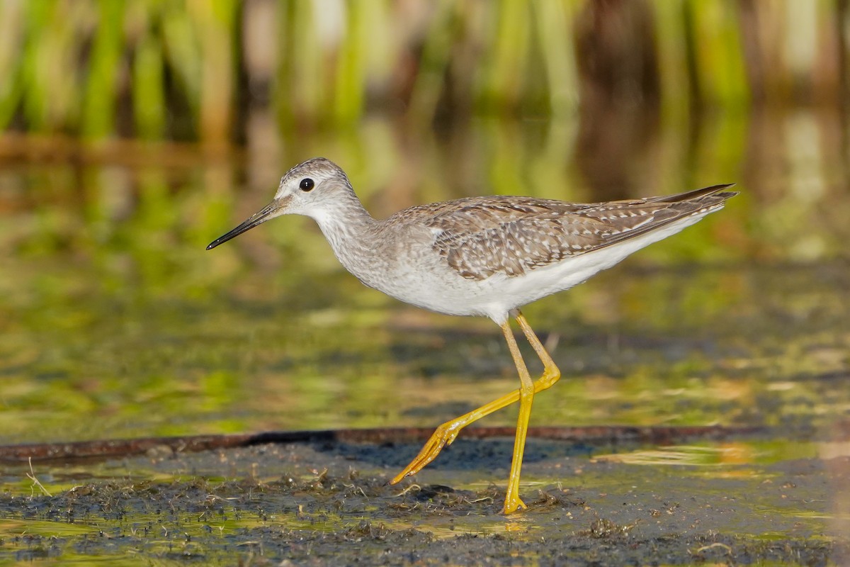 Lesser Yellowlegs - ML645399583