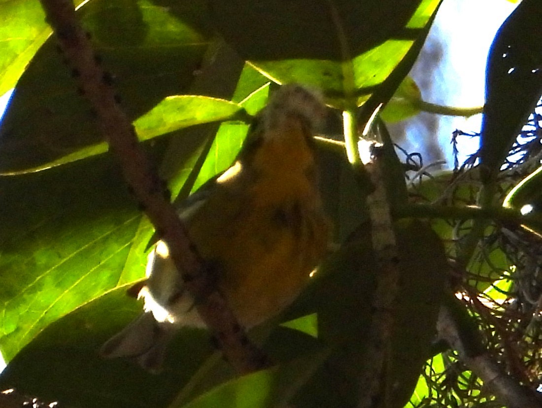 ホオアカアメリカムシクイ - ML645399586