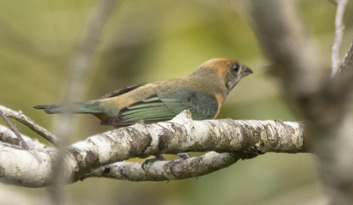 Burnished-buff Tanager - ML645399587