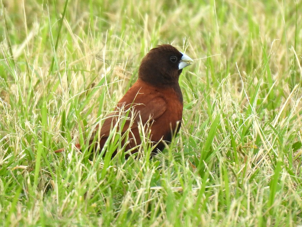 Chestnut Munia - ML645399589