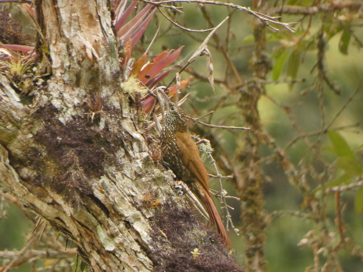 Dağ Tırmaşık - ML645399590