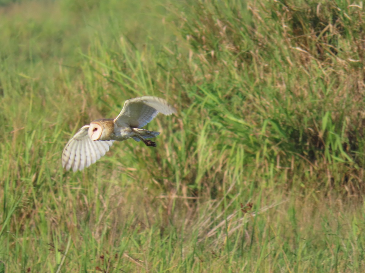 sova americká - ML645399592