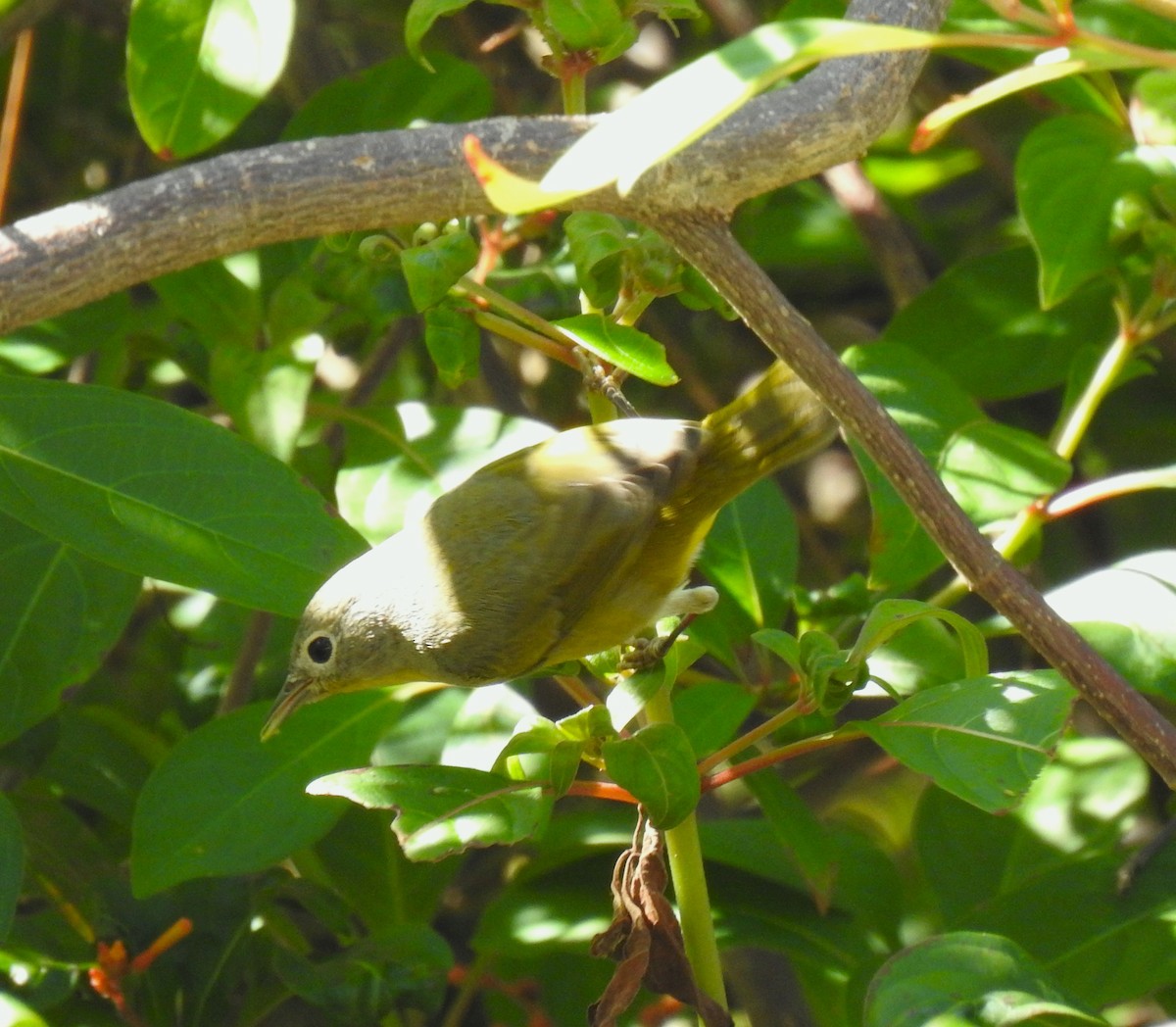 Nashville Warbler - ML645399600