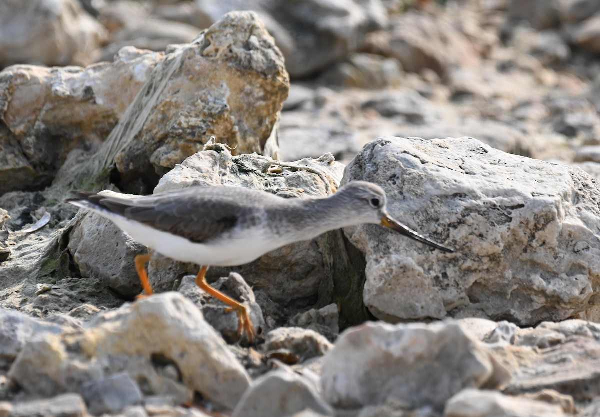 Terek Sandpiper - ML645399605