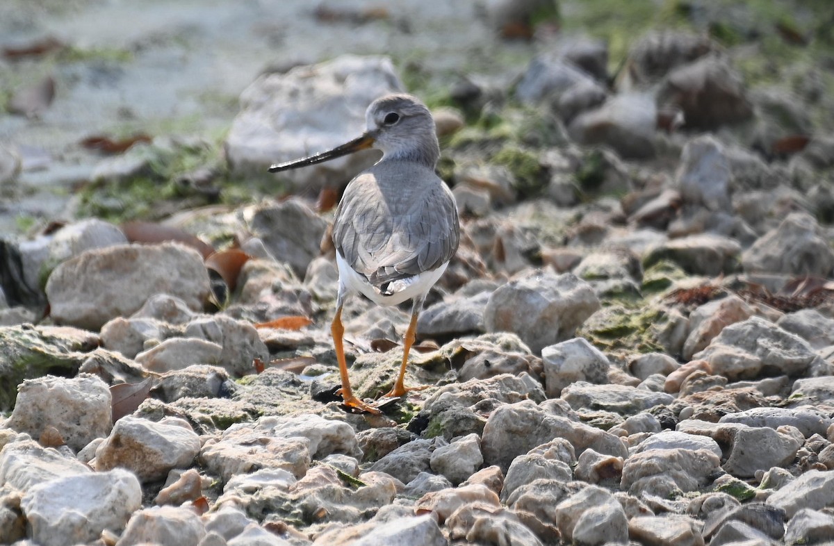 Terek Sandpiper - ML645399606