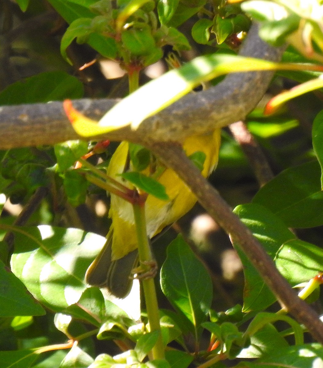 Nashville Warbler - ML645399613