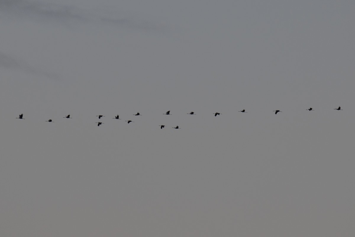 Common Crane - ML645399620