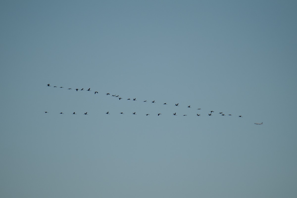 Common Crane - ML645399621