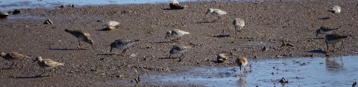 Semipalmated Sandpiper - ML645399622