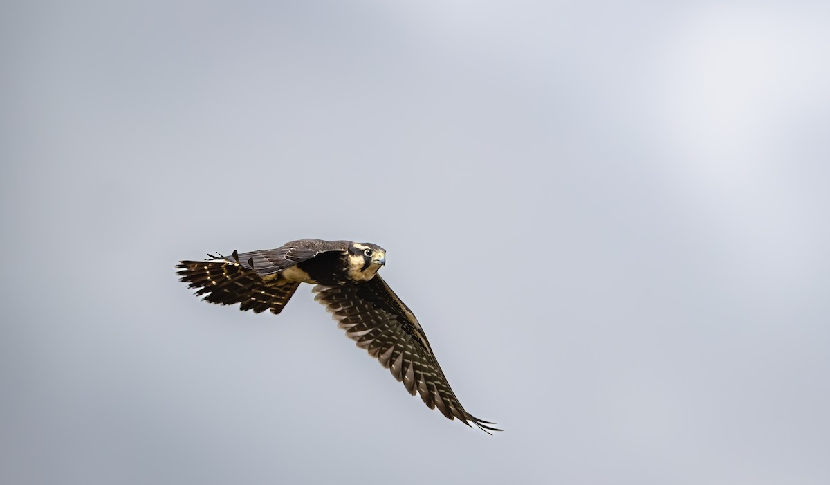 Aplomado Falcon - ML645399644