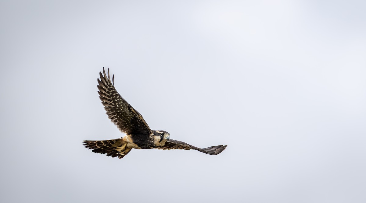 Aplomado Falcon - ML645399645