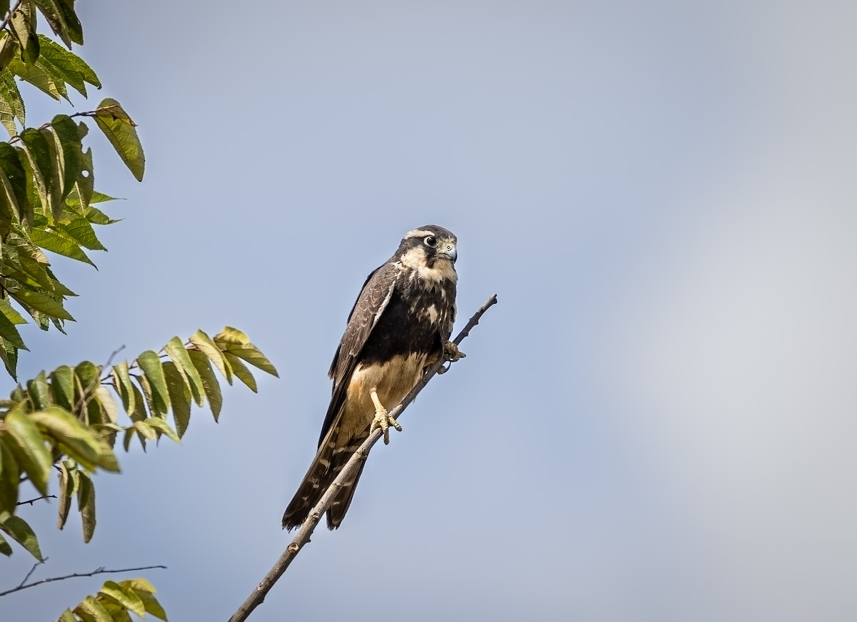 Aplomado Falcon - ML645399646