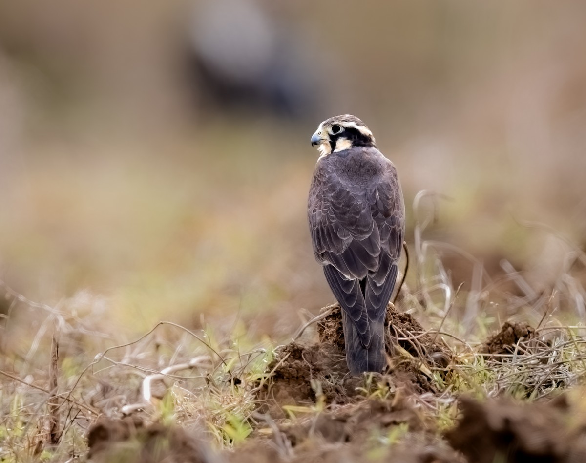 Aplomado Falcon - ML645399647