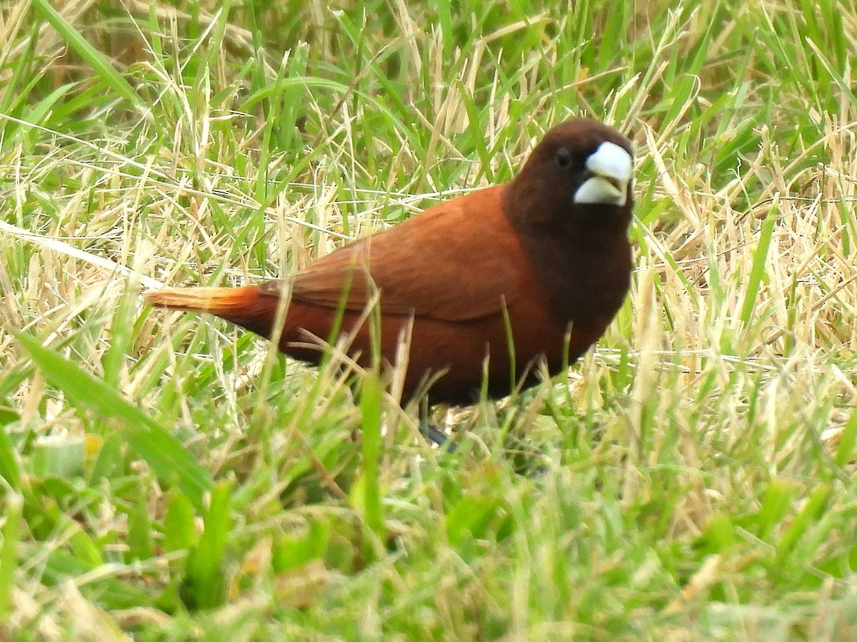 Chestnut Munia - ML645399649