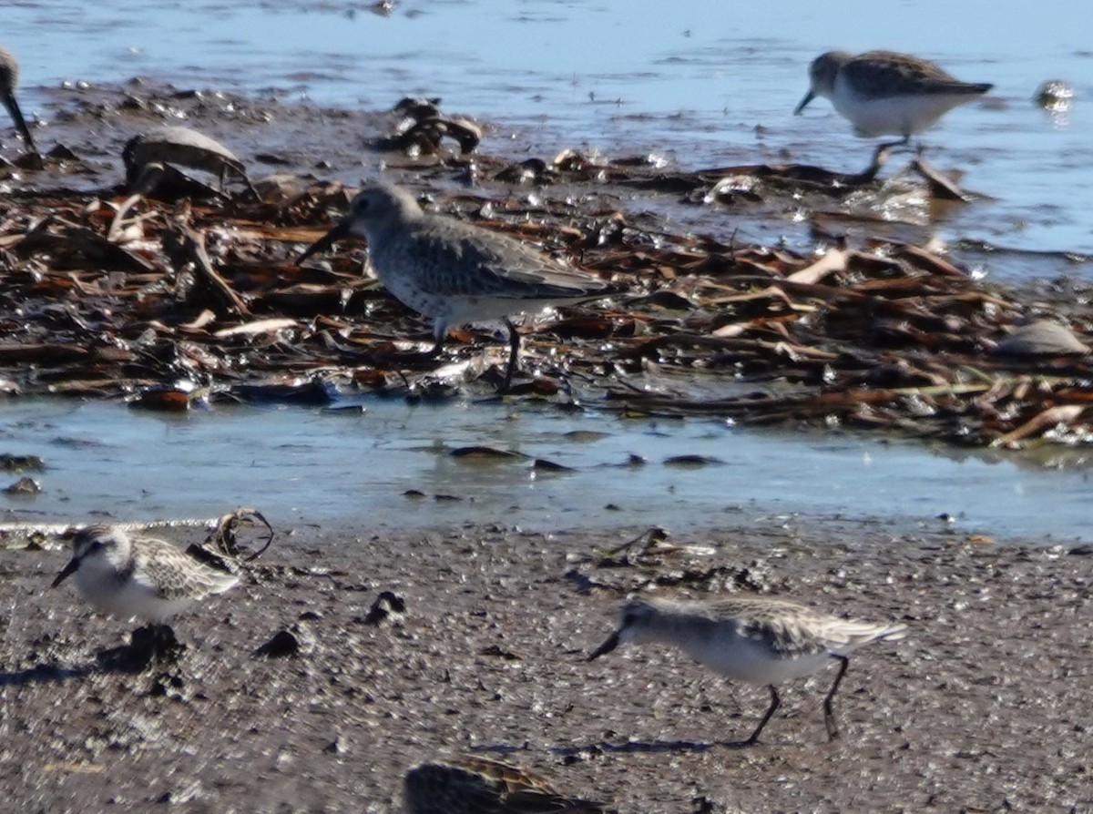 Semipalmated Sandpiper - ML645399660