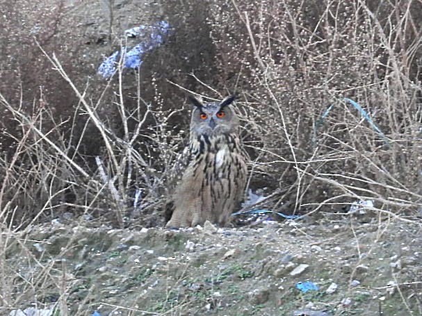 Eurasian Eagle-Owl - ML645399661