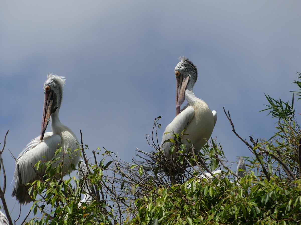 Spot-billed Pelican - ML645399676
