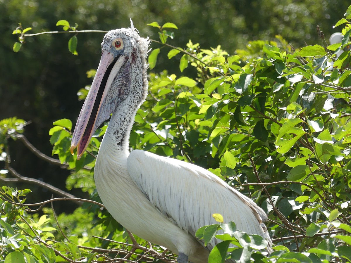 Spot-billed Pelican - ML645399677