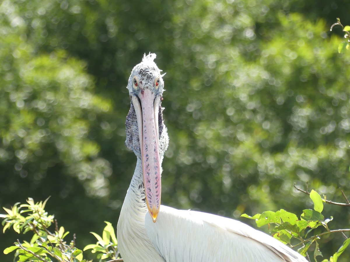 Spot-billed Pelican - ML645399678