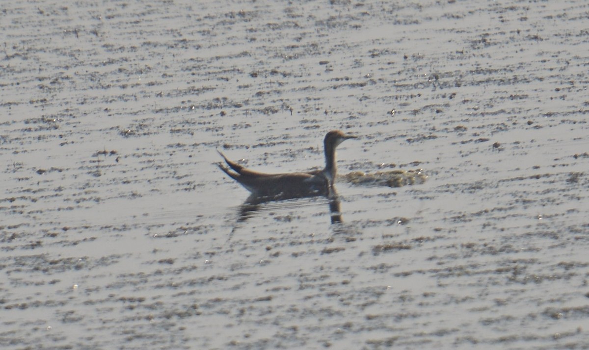 fasanbladhøne - ML645399695