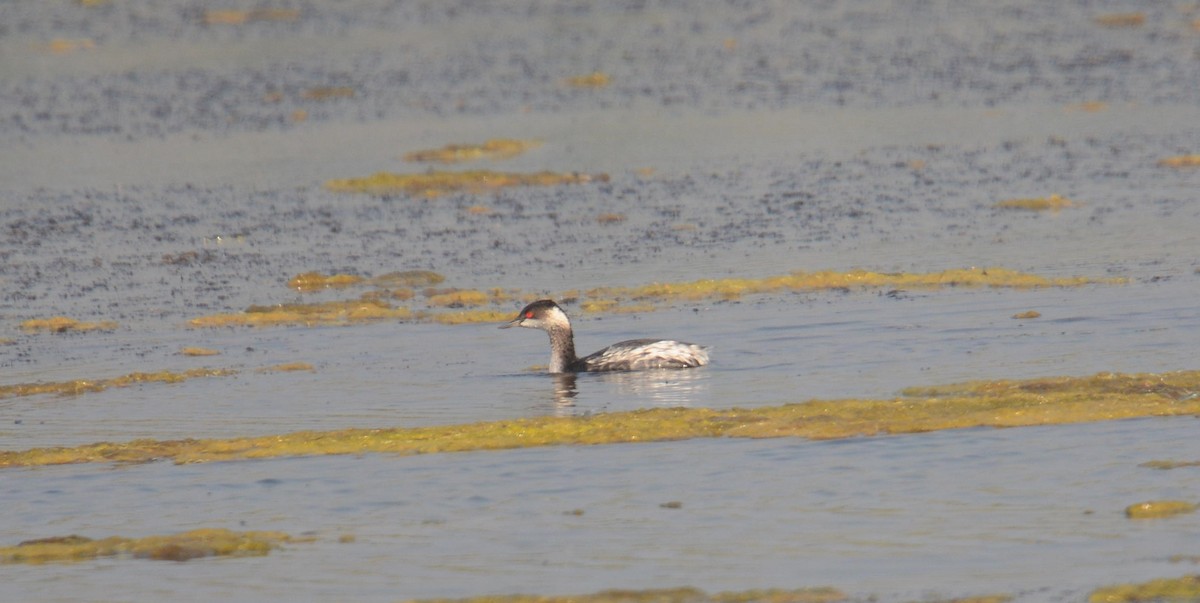 potápka černokrká - ML645399712