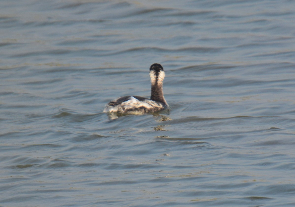 potápka černokrká - ML645399714