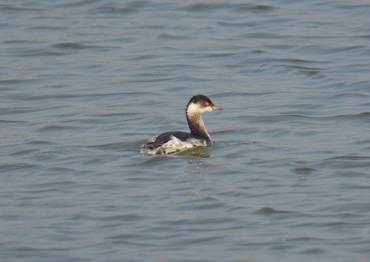 potápka černokrká - ML645399715