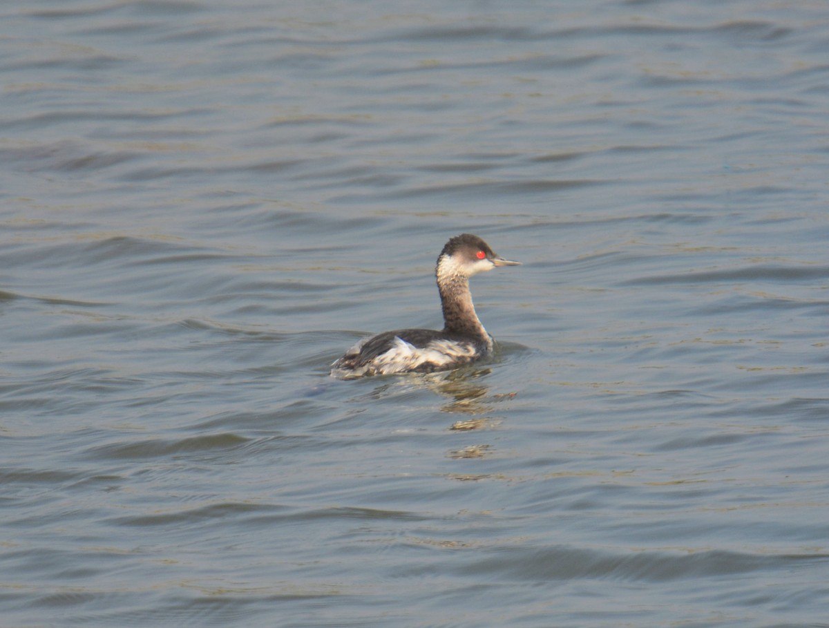 potápka černokrká - ML645399716