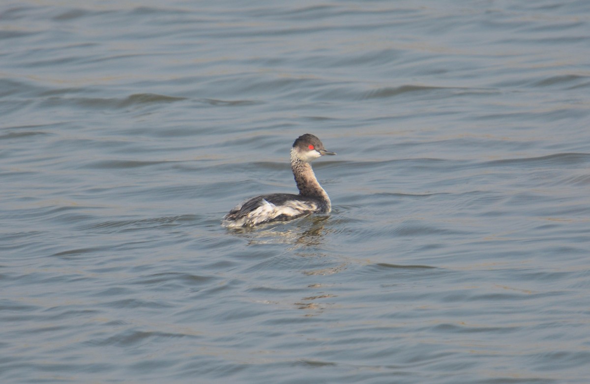 potápka černokrká - ML645399717