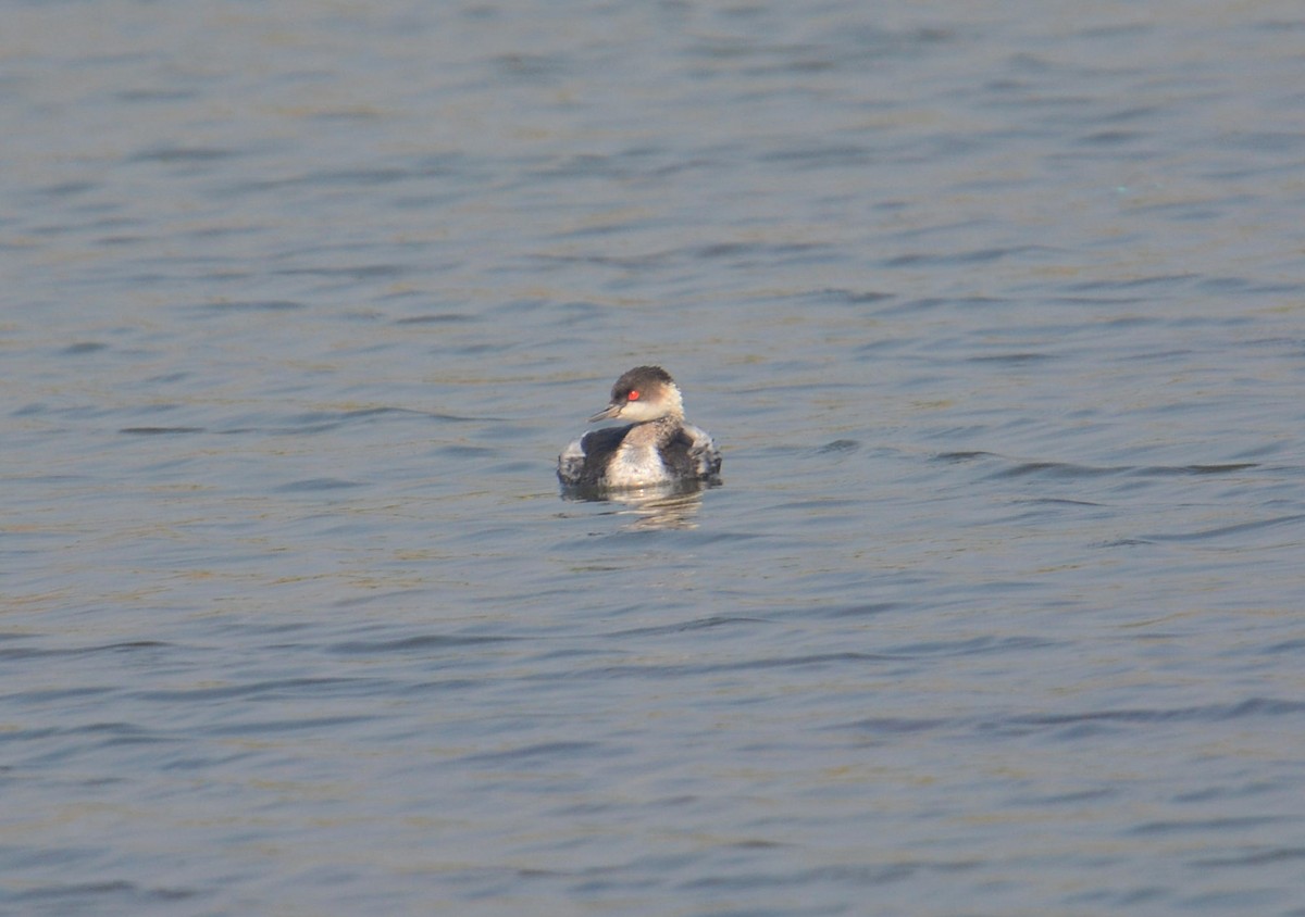 potápka černokrká - ML645399718