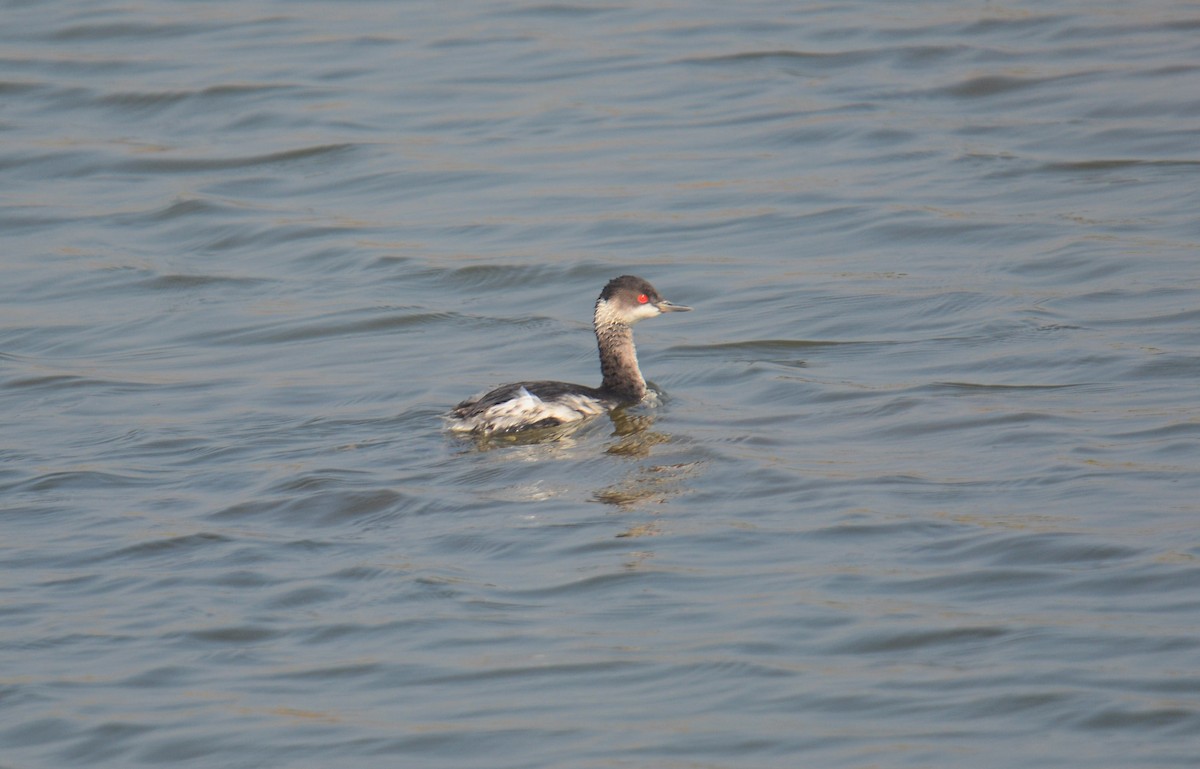 potápka černokrká - ML645399719