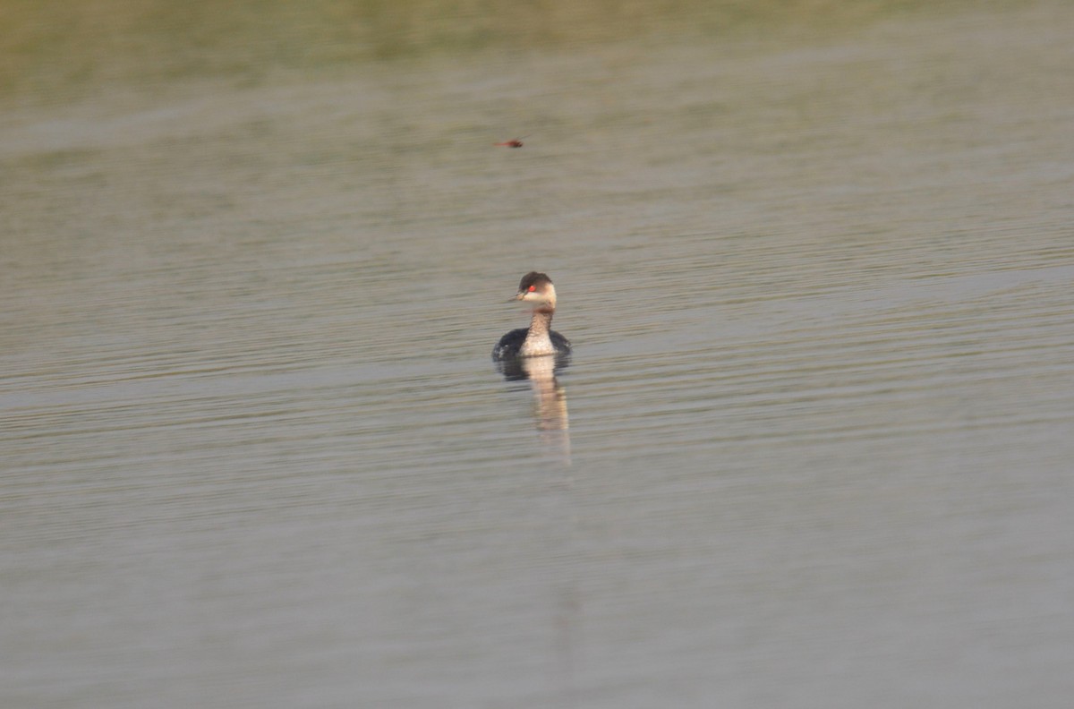 potápka černokrká - ML645399720