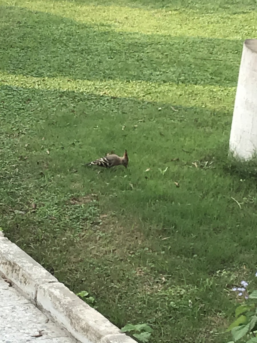 Common Hoopoe - ML645399735