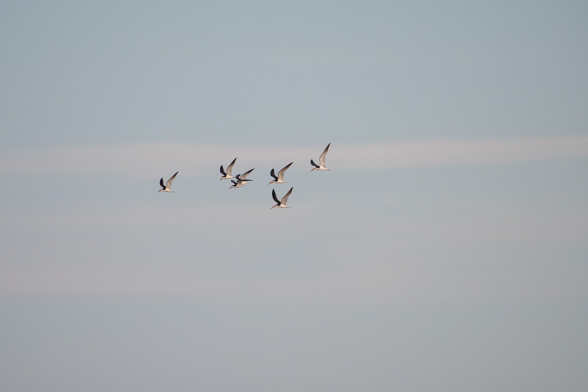 Black Skimmer - ML645399771