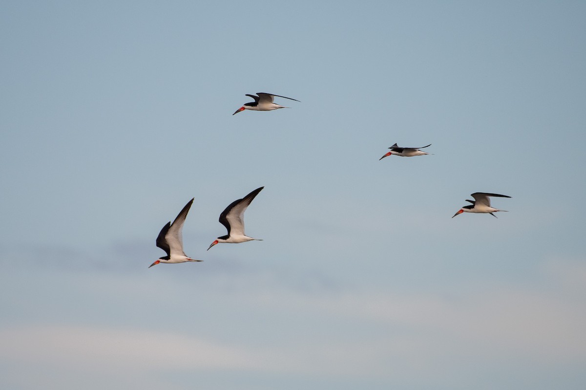 Black Skimmer - ML645399772