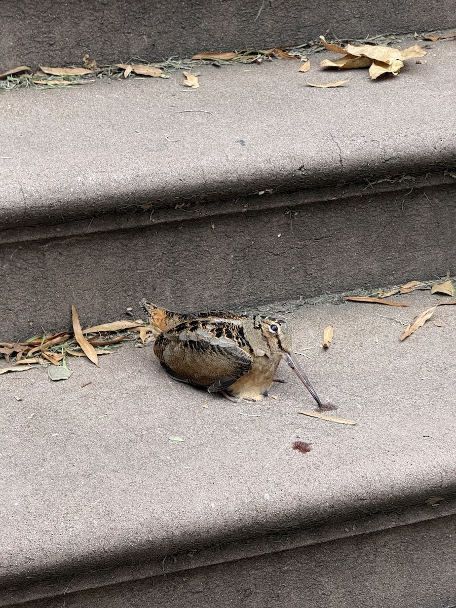 American Woodcock - ML645399775