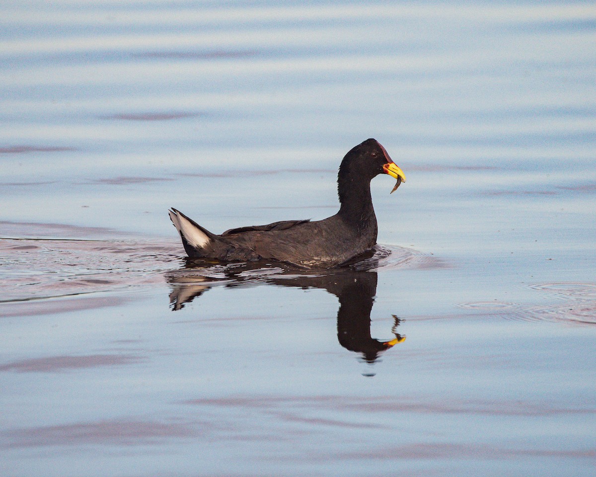 Red-fronted Coot - ML645399797