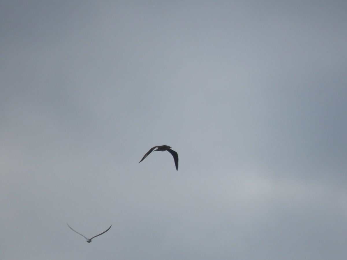 Korsanmartı - ML645399815