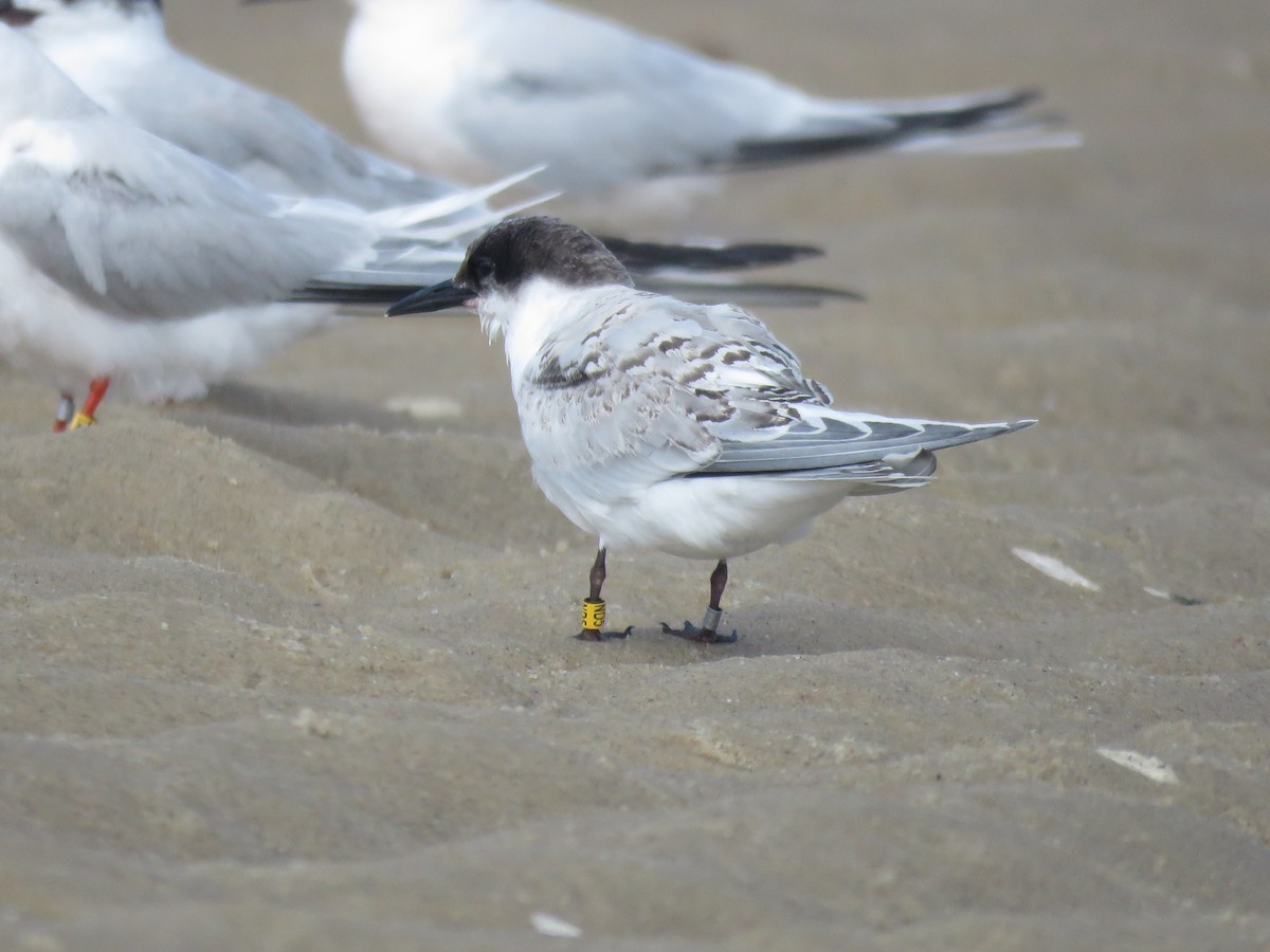 Roseate Tern - ML645399822