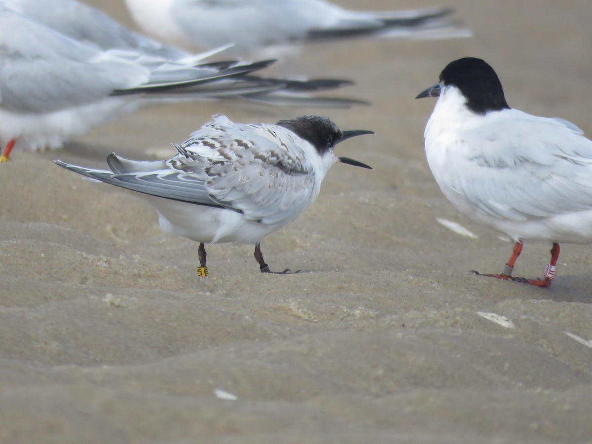 Roseate Tern - ML645399823