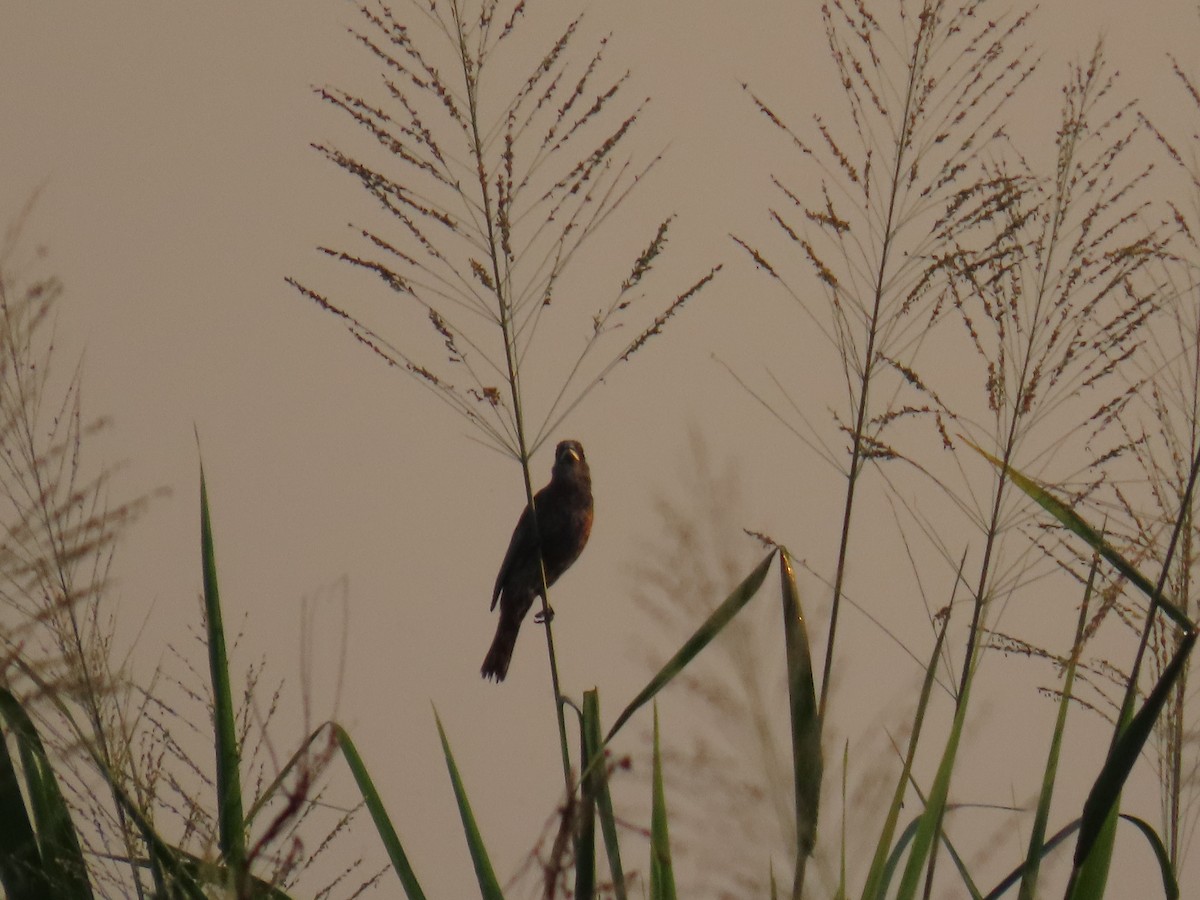 papežík modrý - ML645399830