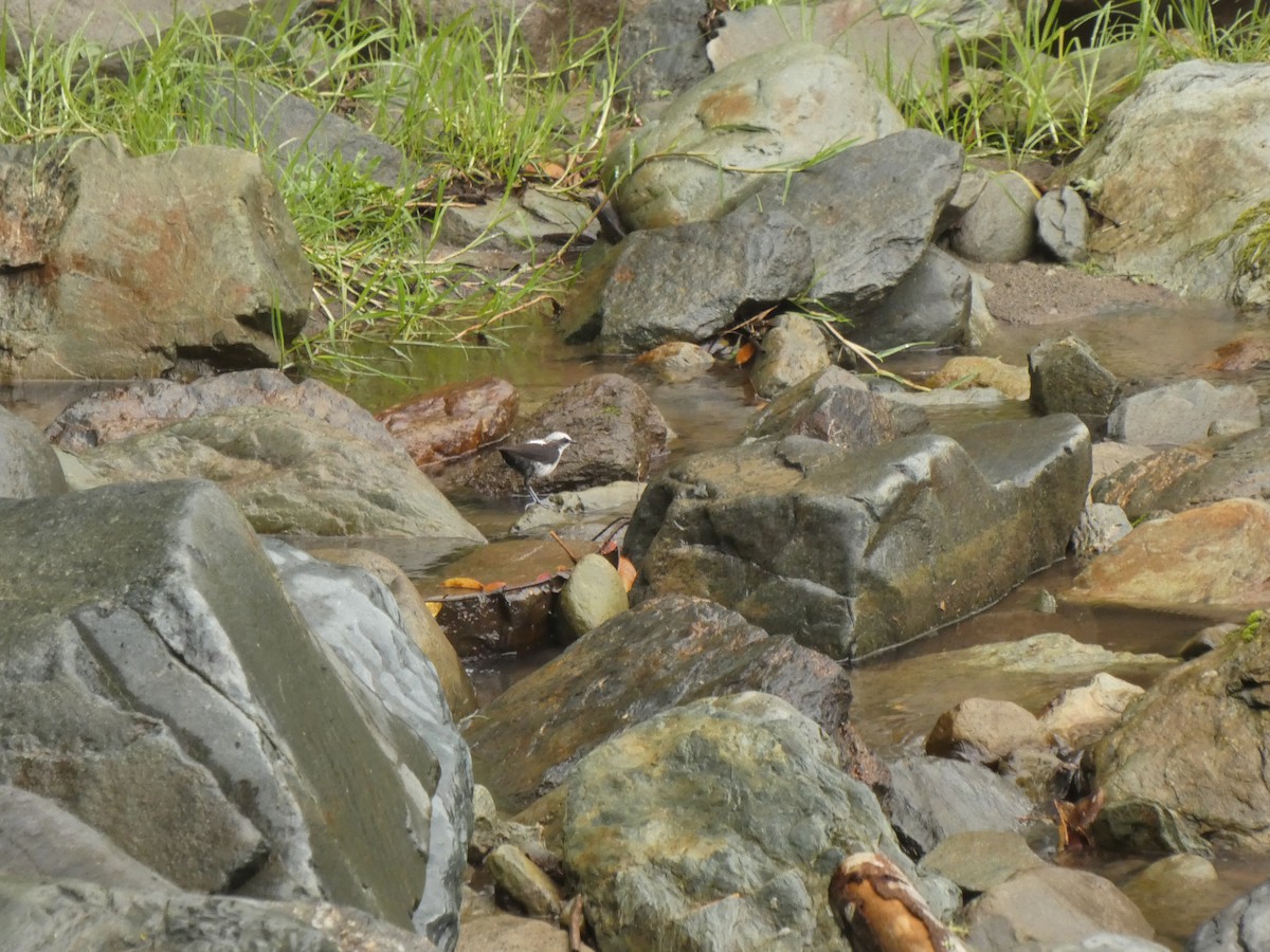 White-capped Dipper - ML645399831